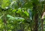 经典油亮珠光款