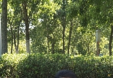 城市与自然的漫游者：爱大树 爱草地 爱阳光